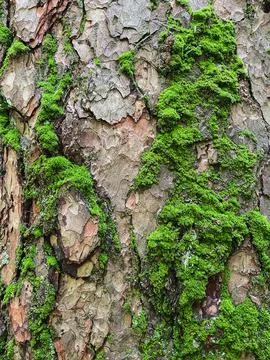 Pine tree close up texture reference material Stock Photos