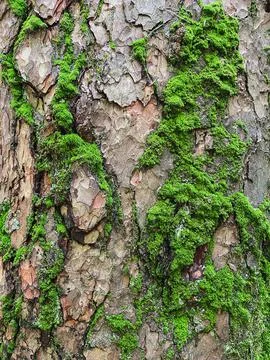 Pine tree close up texture reference material Stock Photos