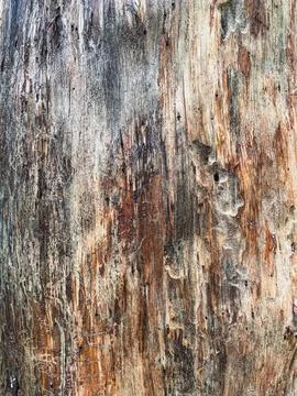 Pine tree close up texture reference material Stock Photos