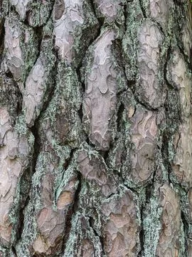 Pine tree close up texture reference material Stock Photos