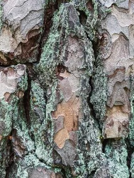 Pine tree close up texture reference material Stock Photos