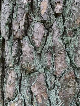 Pine tree close up texture reference material Stock Photos