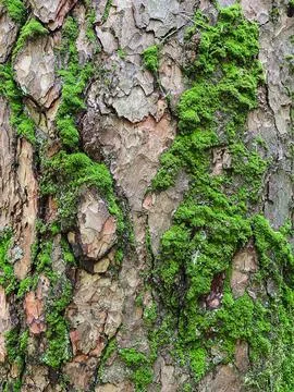Pine tree close up texture reference material Stock Photos