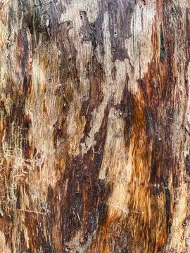 Pine tree close up texture reference material Stock Photos