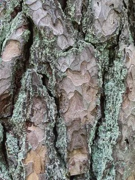 Pine tree close up texture reference material Stock Photos