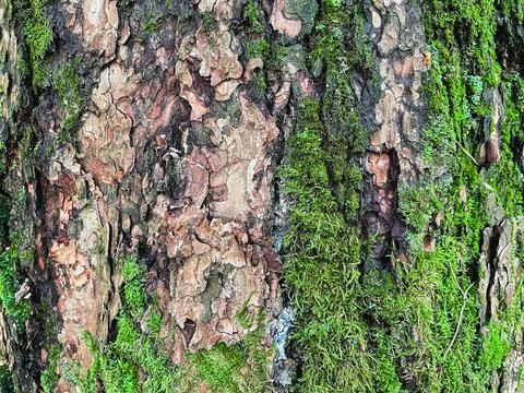 Pine tree close up texture reference material Stock Photos