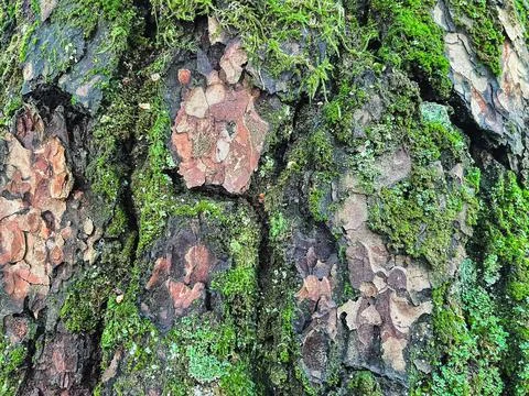 Pine tree close up texture reference material Stock Photos