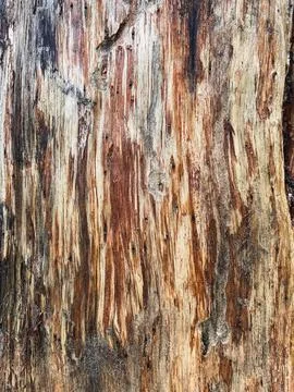 Pine tree close up texture reference material Stock Photos