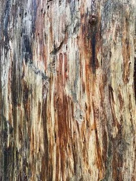 Pine tree close up texture reference material Stock Photos