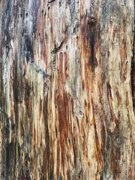 Pine tree close up texture reference material Stock Photos