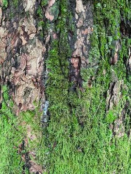 Pine tree close up texture reference material Stock Photos