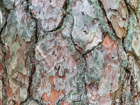 Pine tree close up texture reference material Stock Photos