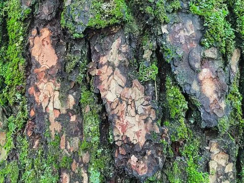 Pine tree close up texture reference material Stock Photos