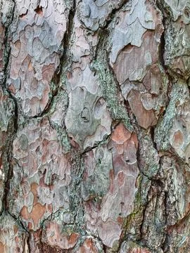 Pine tree close up texture reference material Stock Photos