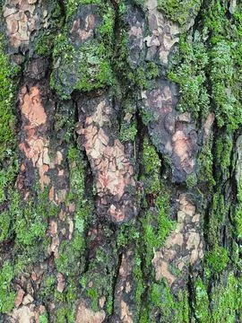 Pine tree close up texture reference material Stock Photos