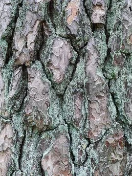 Pine tree close up texture reference material Stock Photos