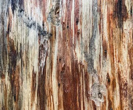 Pine tree close up texture reference material Stock Photos