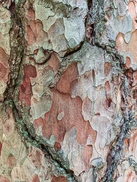 Pine tree close up texture reference material Stock Photos