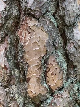 Pine tree close up texture reference material Stock Photos