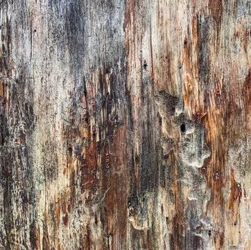 Pine tree close up texture reference material Stock-Fotos