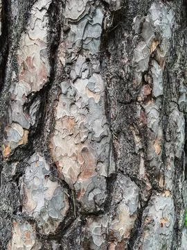 Pine tree close up texture reference material Stock Photos
