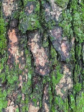 Pine tree close up texture reference material Stock Photos