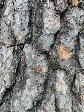 Pine tree close up texture reference material Stock Photos