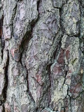 Pine tree close up texture reference material Stock-Fotos