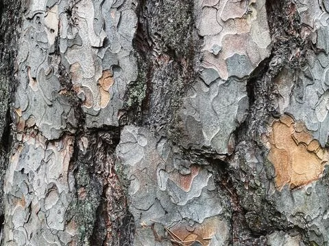 Pine tree close up texture reference material Stock Photos