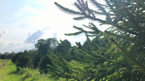 Pine tree close up tilt sun rays Stock-Footage 93671863