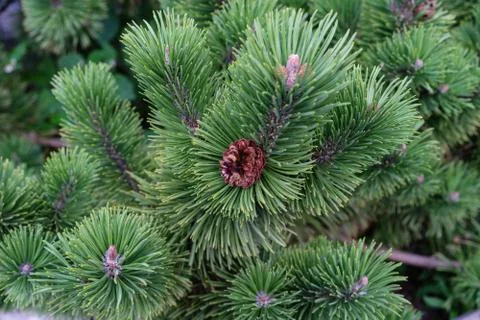 Pine tree close up view with small pine cone green christmas tree needle macro Stock Photos