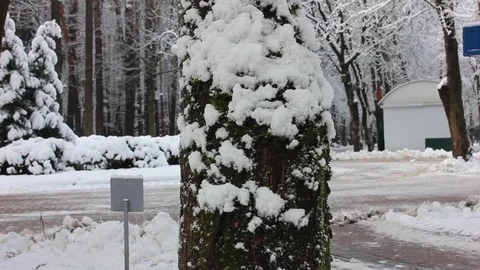 Pine tree closeup at the city park Stock Footage 123413183