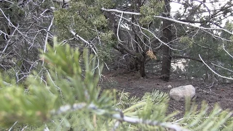 Pine Tree Closeup Stock Footage 103235318