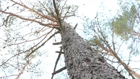 Pine tree closeup 스톡 동영상 181115658