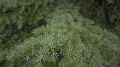 Pine Tree closeup Видео 219904321
