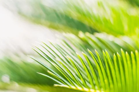 Pine tree closeup select focus with bright light Stock Photos