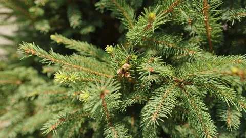 Pine tree closeup on a sunny day Stock Footage 201110234