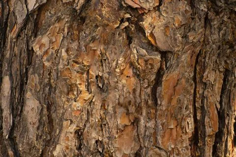 Pine tree closeup on trunk Stock Photos