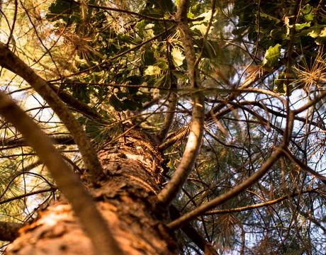 Pine tree. Closeup view. Summer in the woods. Stock Photos