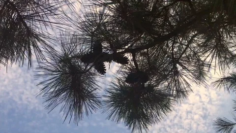 Pine Tree Clouds Video stock 92644178