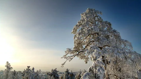 Pine tree on a cloudy morning Stock Footage 611281