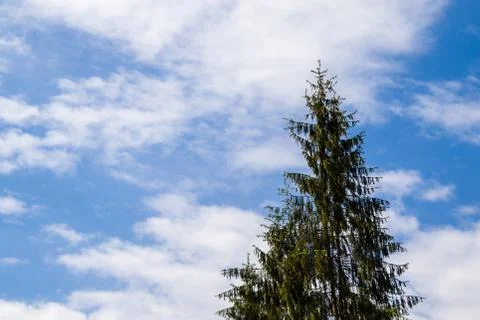Pine tree with cloudy sky Stock Photos