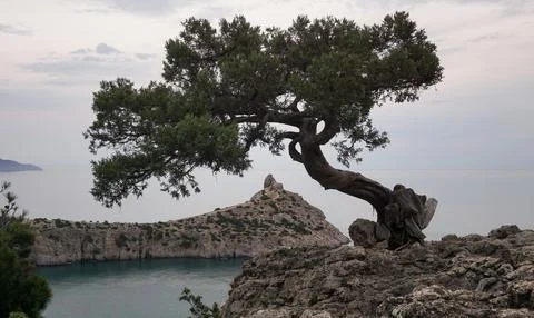 Pine tree on the coast Stock Photos
