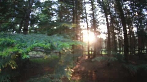 Pine tree coming into focus Stock Footage 10372332