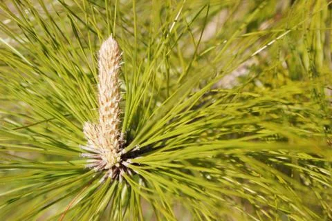 Pine tree cone bud Stock Photos