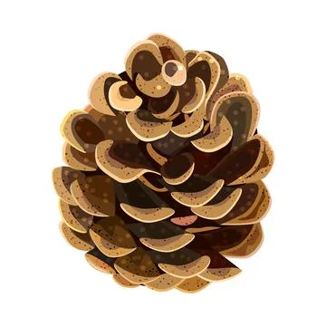 Pine tree cone isolated on white background. Single open fir cone. Stock Illustration