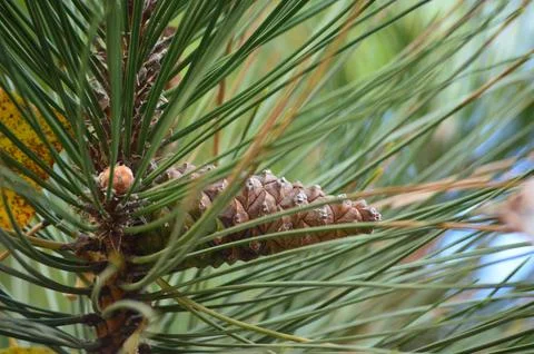 A pine tree with a cone on it. Stock Photos
