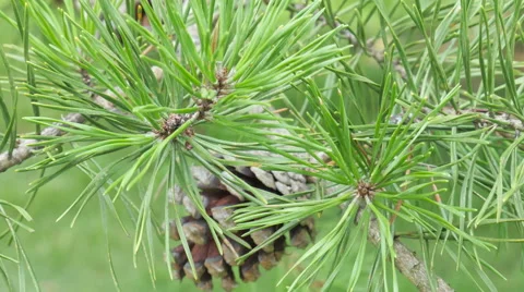 Pine Tree Cone Macro Awesome Mammoth Cave National Park Stock Footage 52595488