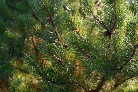 Pine tree with cone macro close up sunlight Stock Photos