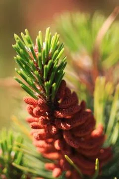 Pine tree cone Stock Photos